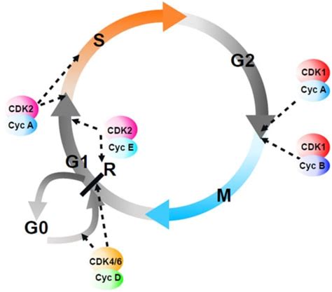 Explaining Redundancy in CDK-Mediated Control of the Cell Cycle: Unifying the Continuum and ...