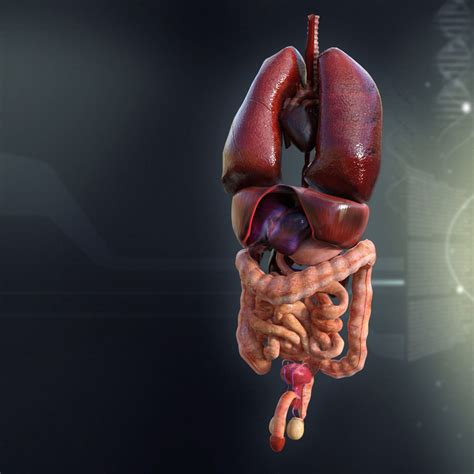 Human Male Internal Organs 3D Model MAX OBJ 3DS FBX LWO LW LWS MA MB - CGTrader.com