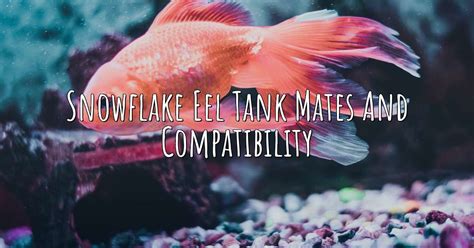 Snowflake Eel Tank Mates and Compatibility – Aqua Revolt