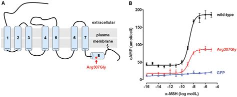 A Melanocortin 1 Receptor Allele Suggests Varying Pigmentation Among Neanderthals | Science