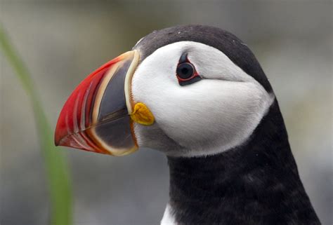 Puffins in peril - Photo 6 - Pictures - CBS News