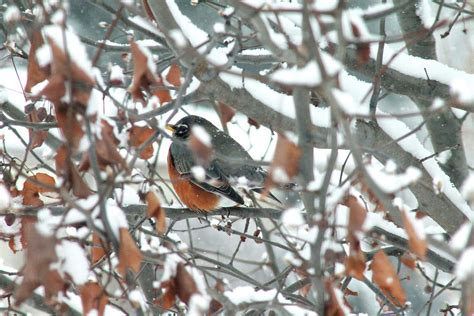 Robin in the snow Photograph by Danielle Allard - Fine Art America