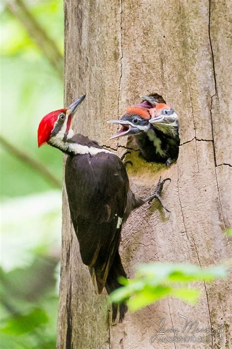 Photograph Pileated Woodpecker Feeding Young by Jason Massey on 500px | Madarak