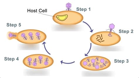 Lytic Cycle Diagram | Quizlet