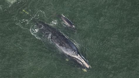 Four Endangered Whales Were Just Spotted Off The Coast Of Georgia - Narcity