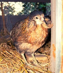 Araucana Chicken Breed Guide: Lifespan, Color, Eggs, Care, Pictures