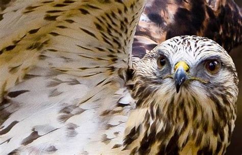 Do Hawks Hunt At Night? Learn About Hawks Hunting Habits | Animals ...