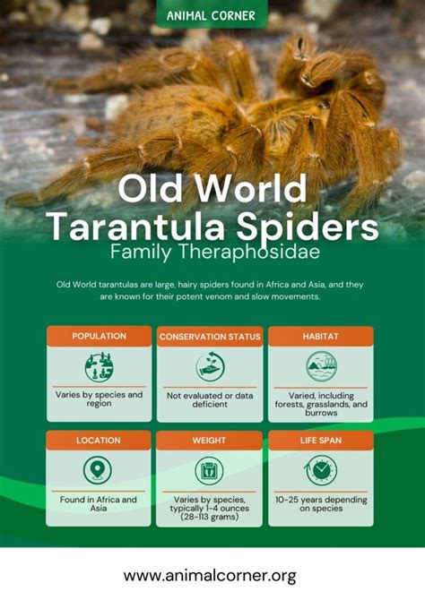 Old World Tarantula Spiders - Facts & Habitat Information