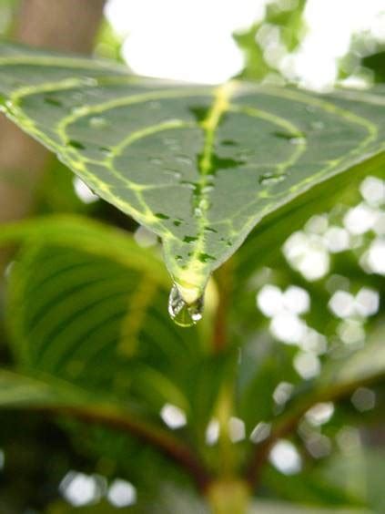 Fun Fact: Leaves with Drip Tips – Paragon