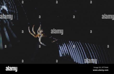 Spider web trap Stock Videos & Footage - HD and 4K Video Clips - Alamy