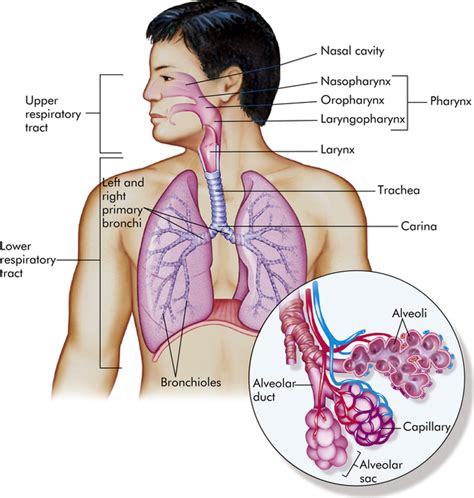 Structure and Function of the Pulmonary System | Basicmedical Key