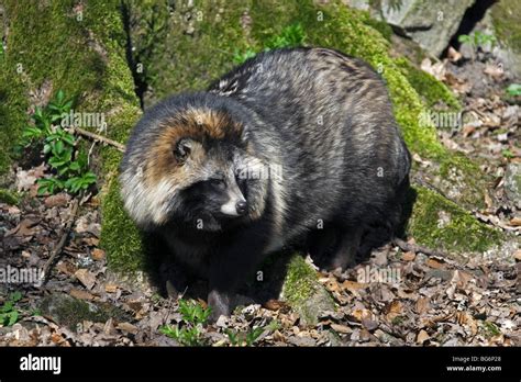 Raccoon dog (Nyctereutes procyonoides) invasive species in Germany, indigenous to East Asia ...