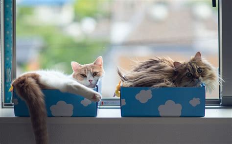 Cats in Boxes - Wallpaper, High Definition, High Quality, Widescreen