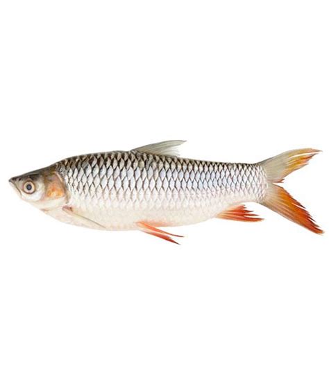 Ikan Sultan Approximately 600-700g - DeGrocery.com