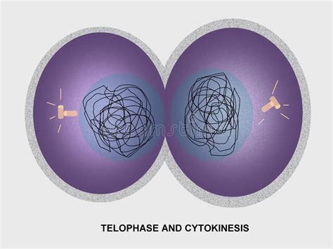 Cell Division Telophase and Cytokinesis. Diagram of cell in telophase , #SPONSORED, #Telophase ...