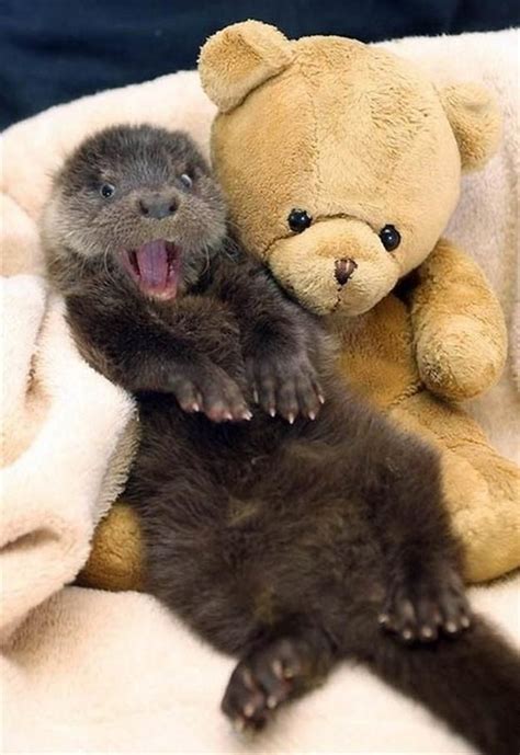 They know how to look good. | Community Post: 14 Reasons Why Otters Are ...