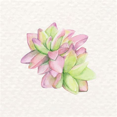 Watercolor desert cactus psd Haworthia | Premium PSD Illustration ...