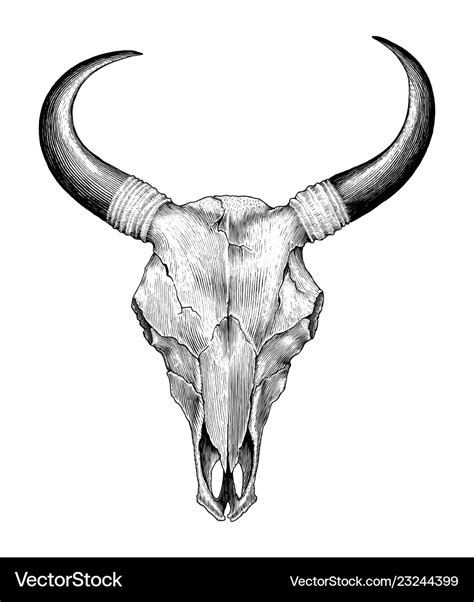 cow Skull Art Drawing - Ronald Skagen