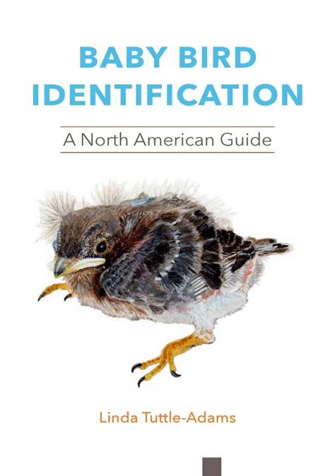 Baby Bird Identification Chart