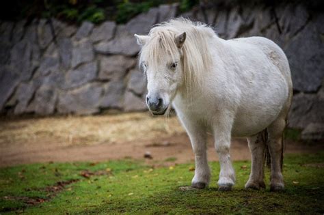 All You Need To Know About Miniature Horse | Pets Nurturing