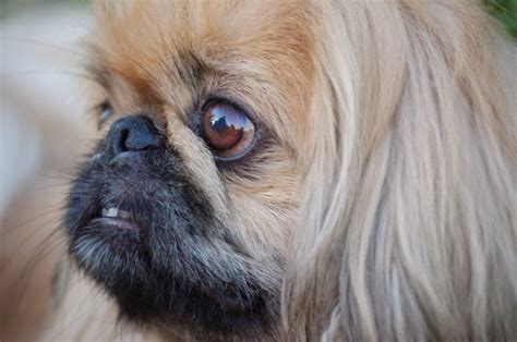 Everything about your Pekingese - LUV My dogs