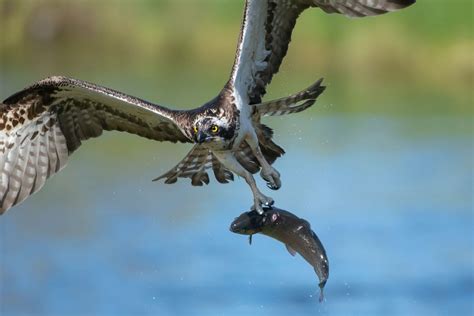 What Time of Day Do Hawks Hunt? Surprising Facts You Never Knew!