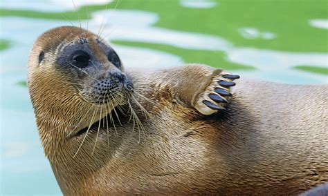 Baikal seal | Photos | WWF