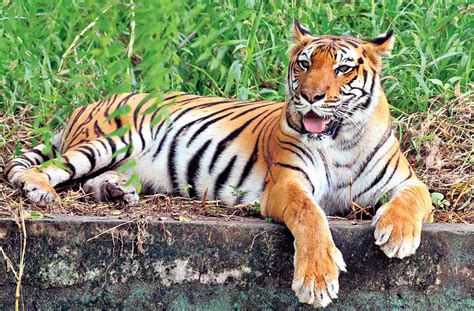 World Wide Fund for Nature | Tiger conservation top marks for India - Telegraph India