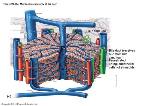 Liver Lobule Diagram | Quizlet