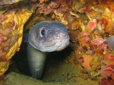 European Conger Underwater Hidden In A Hole Stock Image - Image of ...