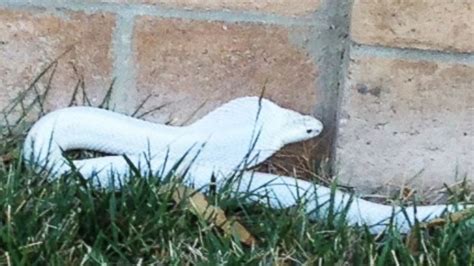 Venomous Albino Cobra on the Loose for Days in Southern California ...