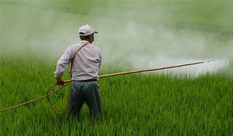 What Is an Organic Herbicide? | Eden Lawn Care and Snow Removal