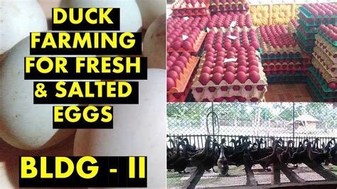 DUCK FARMING FOR FRESH & SALTED EGGS | BLDG 2 - YouTube