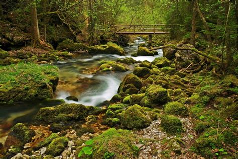 Forest Scene With Bridge by Burtn on DeviantArt