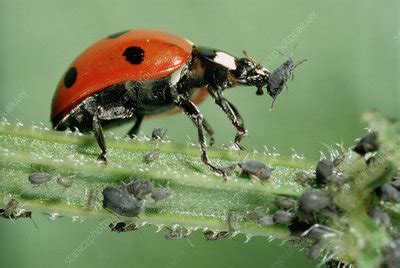 A ladybird feeding on aphids - Stock Image - Z330/0138 - Science Photo ...