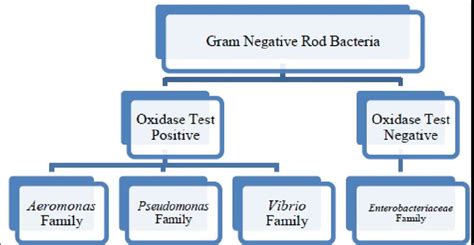 Biochemical Chart For Gram Negative Rods