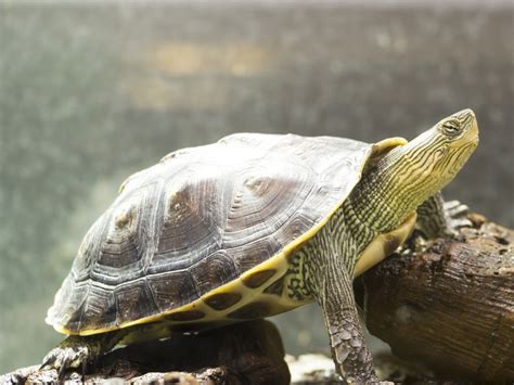 Golden Thread Turtle Care Tips - Reptiles Magazine