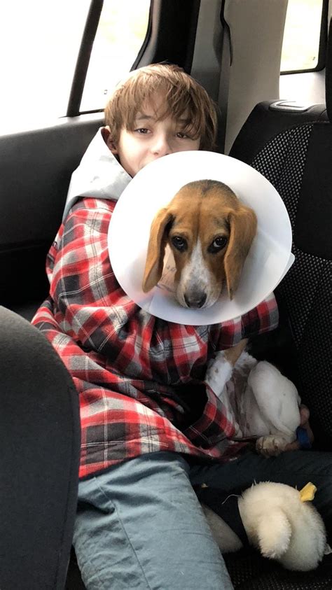 Poor puppy : r/beagle