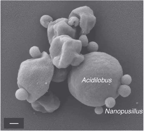 Nanoarchaeota - Wikiwand