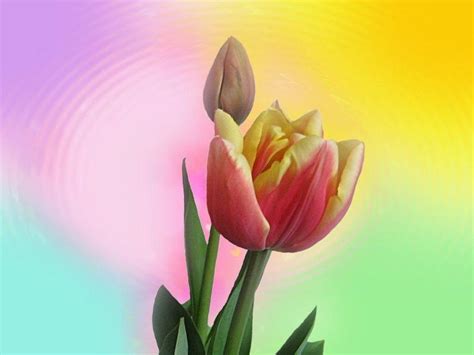 Rainbow Tulips Wallpapers - Wallpaper Cave