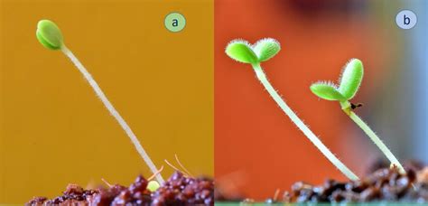 Juvenile plants of: (a) Sideritis scardica and (b) Sideritis elica. | Download Scientific Diagram