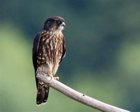 Bird Lore: Merlin - My Edmonds News