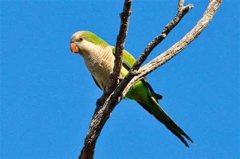 Perriche veuve (Myiopsitta monachus) - Oiseaux exotiques