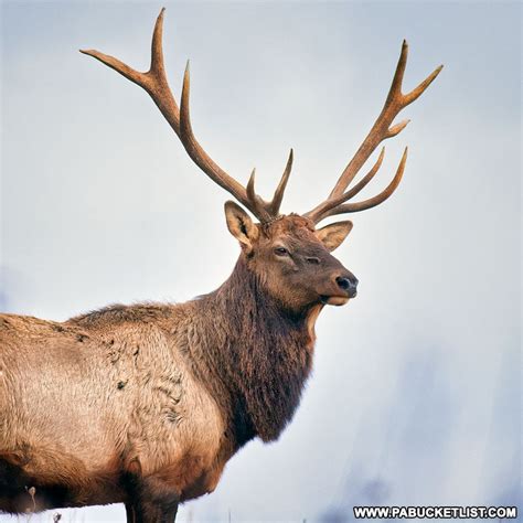 50 Best Pennsylvania Elk Photos - PA Bucket List