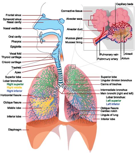 Mechanics of Breathing | Boundless Anatomy and Physiology | Human ...