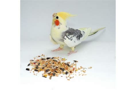 Cockatiel Food List - Diet For Healthy Cockatiels