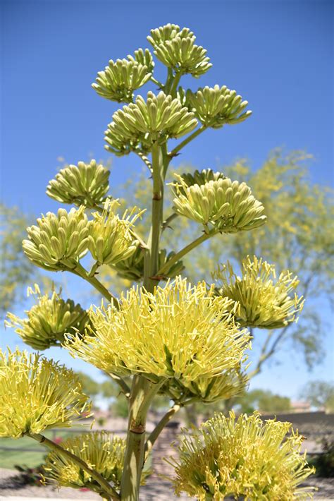 Century Agave (Agave americana) – Wisdom, Maturity, Patience - Pegasus ...