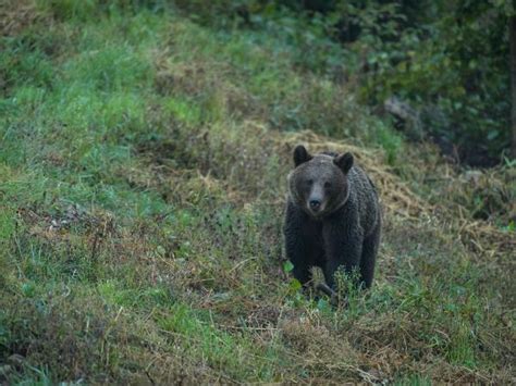 Romania wildlife holiday stay in wildlife hides | Responsible Travel