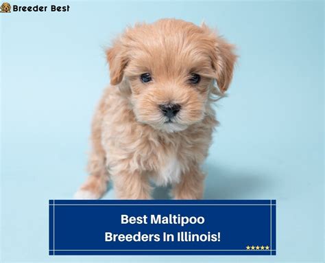 6 Best Maltipoo Breeders in Illinois! (2024) - Breeder Best