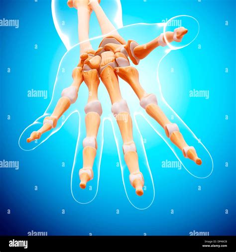 Human hand bones, artwork Stock Photo - Alamy